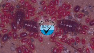 Reasons why Bed bugs are hard to get rid of