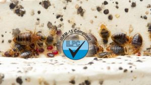 bed bug facts and how to control it in Bahrain