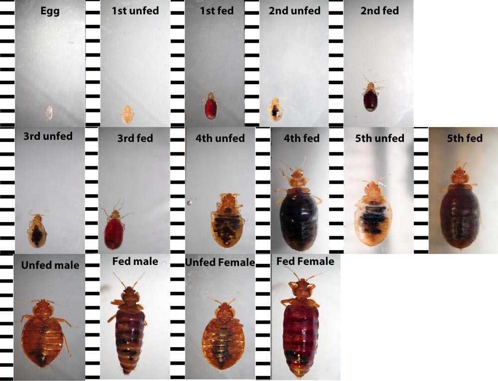 Bed bugs eggs